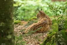 NP Bayerischer Wald_Luchs_D8B0236